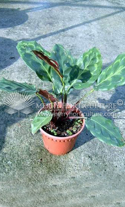 Calathea veitchiana